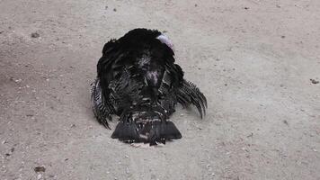 A bird with feathers on its back video
