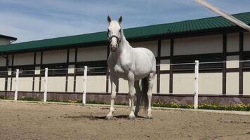 A white horse standing in front of a building video