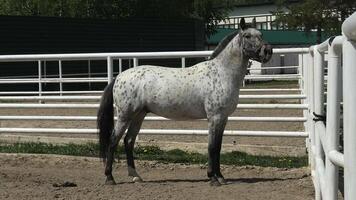 A horse standing in an enclosure with a fence video