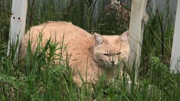 An orange cat is sitting in the grass near a fence video