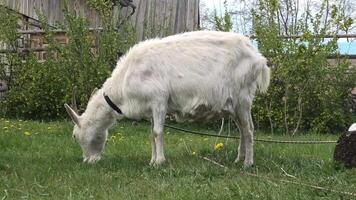 A goat is eating grass in a field video