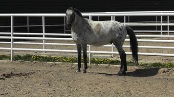 A horse standing in an enclosed area with a fence video
