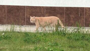 A cat walking on the sidewalk near a building video