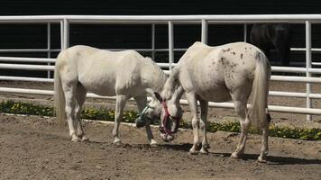 Two horses are standing in an enclosure with a fence video