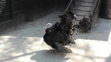 A turkey is standing in the dirt near a staircase video