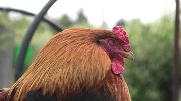 A rooster with a red comb is standing in the sun video