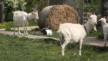 Goats in a pen on a farm video