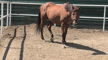 A horse standing in a pen with a fence video