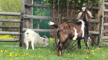 Two goats standing in the grass near a wooden fence video