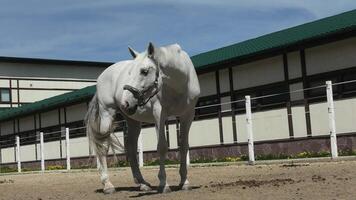A white horse is standing in front of a building video