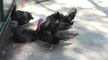 Three turkeys are standing in a pen near a fence video