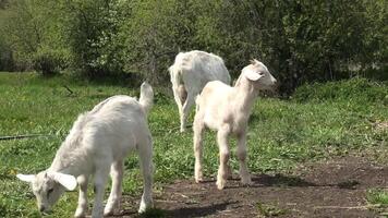 Goats in the field video