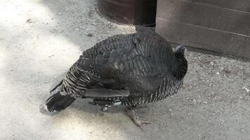 A large black bird video