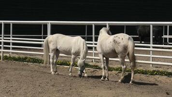 Two horses are standing in a pen with a fence video