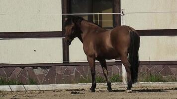 A horse standing in front of a building video