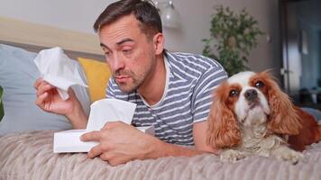 Man with allergy to pet hair is using paper tissues next to dog on bed. He is looking unhappy. Health concept, veterinary clinic, allergy help. video