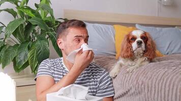 man takes out tissues and experiences sneezing fits next to a dog, suffering from allergies to pet hair. video