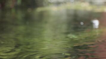 Raindrops falling on green water surface creating expanding circular ripples video