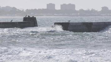 Seagulls resting on breakwater while waves are crashing in portugal video