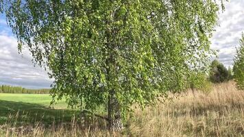 A vibrant birch tree stands tall amidst dried grass and flourishing green fields beneath an overcast sky video