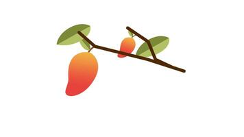 A trio of mangoes hangs from a branch on a white background, emphasizing freshness and natural simplicity video