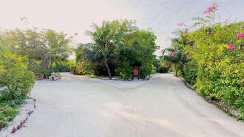 Maldives island, road in the resort, palm trees, jungles video