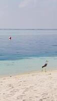 stork walks on the beach in the courtyard of a huge luxury resort on a clear sunny day, a paradise for relaxation and vacation video