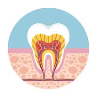 Cross section of human tooth showing dental anatomy, root canal, nerve, and enamel for medical or educational use. vector