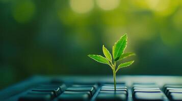 Small green plant sprouting between computer keyboard keys symbolizing growth and sustainability in modern technology environments. Eco-friendly computer technology photo