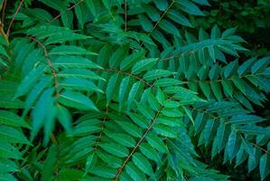 Vibrant green foliage with lush leaves in a natural forest setting showcasing dense leaf patterns and rich botanical textures photo