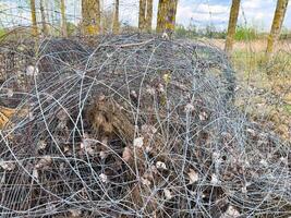 Close-up of tangled and weathered wire mesh fencing entangled with dry leaves and forest debris in a clearing among birch trees during springtime in the countryside photo