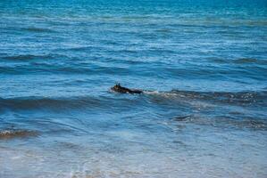 Black dog swimming in clear blue ocean waves on a sunny day at the beach with white foam and calm waters extending to the horizon. Digital nomad lifestyle. Remote work photo