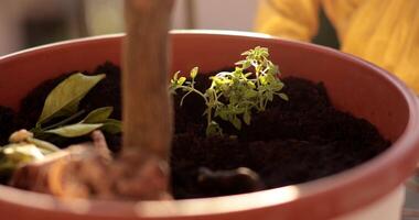 Exciting crafting session features a mosaic flower pot as participants prepare soil and plant herbs in a warm garden setting. The sun casts beautiful light on the project. video