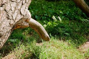 Nature's resilience, tree trunk growth and green forest scene. Weekend concept near the forest and lake photo