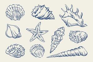Seashell hand drawn in ink set. Illustration of marine shells. Summer vacation doodle shells for card, poster, menu, banner. Tropical nautical beach shell collection for summer design. vector