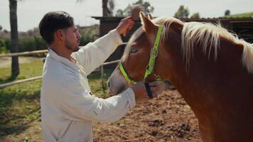 veterinarian assists a young sick horse video