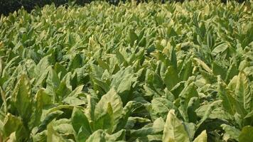 Panning shot of a vast Tobacco field under bright sunlight. video