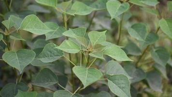 Unique Popcorn Tree leaves with vibrant green hue and texture. video