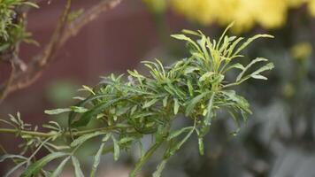 Intricate Ming Aralia leaves with fine texture and vibrant green color. video