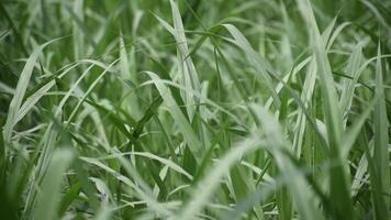 Tall Guinea grass swaying in the wind under an open sky. video