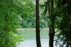 Tranquil forest lake view with lush greenery and trees. Weekend concept near the forest and lake photo
