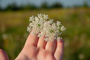 Close-up of a young caucasian hand holding delicate white wildflowers against a blurred green field background in bright daylight photo