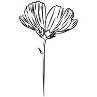 Hand drawn outline flower bloom line art illustration graphic element. vector