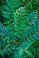 Lush green foliage of sumac plant with vivid compound leaves against a vibrant green grass background in a natural outdoor setting photo