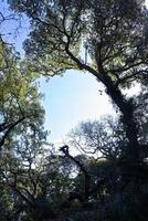 First foliage on the tree crowns in deciduous forest by spring. View tall trees from bottom to top. Rotation. photo