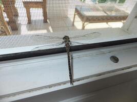 Gray dragonfly sits on a window. Close-up, view from above. photo