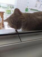 A cat looks at, sniffs or studies a dragonfly sitting on a mosquito net or window photo