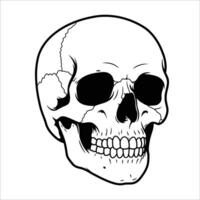 A detailed black and white illustration of a human skull viewed from a front angle. vector