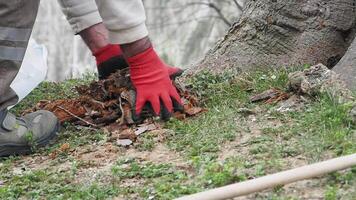 Community members engage in tree care and litter clean-up effort video