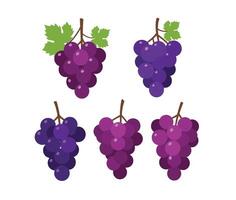 Versatile Grape Cluster Pack with High-Quality Artistic Illustrations vector